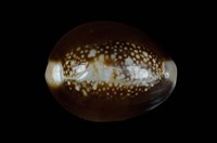 藏品(雪山寶螺)的圖片